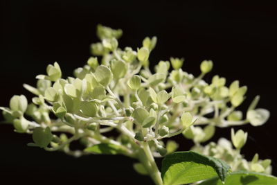 Close-up of plant against black background