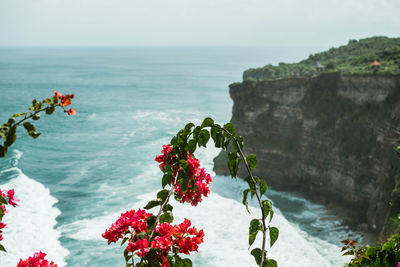 Close-up of flowers blooming by sea against sky