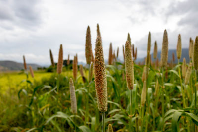 Close-up of crops on field against sky