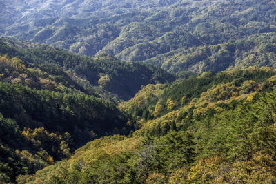 High angle view of forest