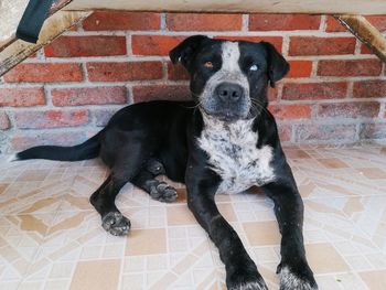 Portrait of black dog sitting on tiled floor