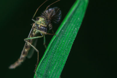 Close-up of insect on leaf