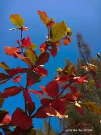 Low angle view of autumnal leaves against blue sky