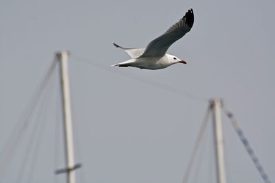 Low angle view of seagull flying against sky