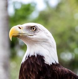 Close-up of eagle against blurred background