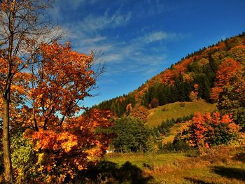 Trees in forest against sky during autumn