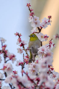 Close-up of bird perching on plant