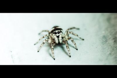 Close-up of spider on table