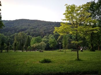 Trees on field against sky