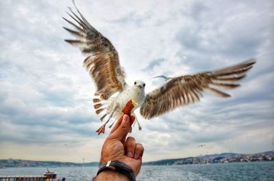 Low angle view of seagull flying against sky