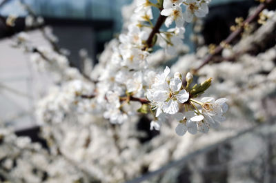 High angle view of white flowers blooming in park