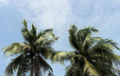 Low angle view of palm tree against sky