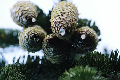 Close-up of pine cone on tree