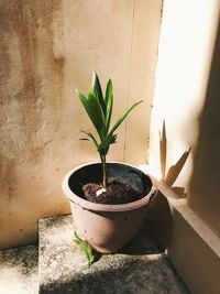 Potted plant against wall