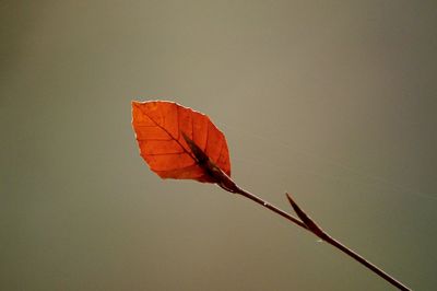 Close-up of dry leaves against clear sky