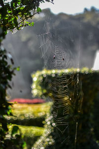 Close-up of spider on web