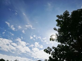 Low angle view of trees against sky