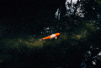 View of fish swimming in pond