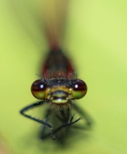 Close-up of damselfly on leaf