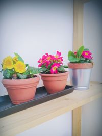 Close-up of potted flower pot on table against wall