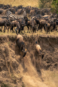 High angle view of horses on field