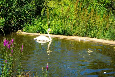 Swan swimming in lake