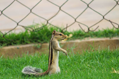 Lizard on a field