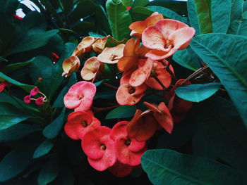 Close-up of fresh flowers blooming outdoors