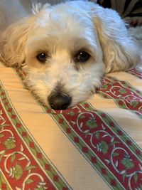 Close-up portrait of a dog resting at home