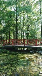 Bridge over canal amidst trees in forest