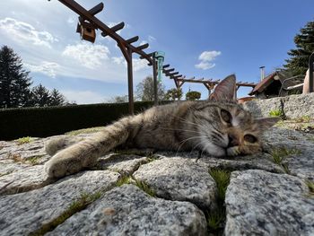 Cat sitting on rock