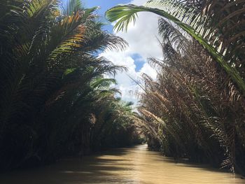 Footpath amidst palm trees against sky