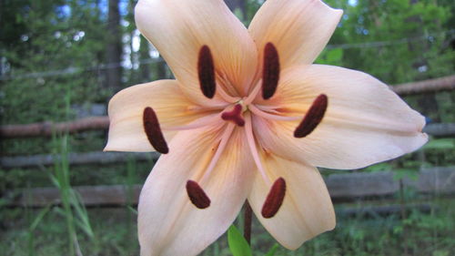 Close-up of white flower