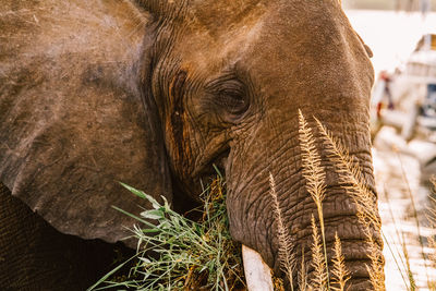 Close-up of elephant