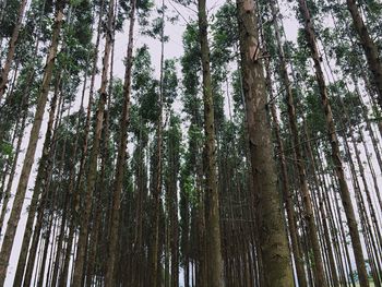 Low angle view of bamboo trees in forest