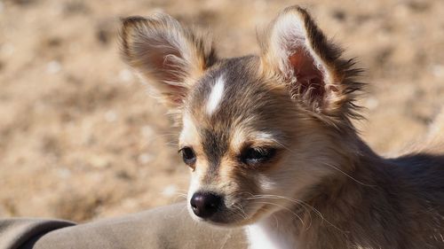 Close-up of dog looking away