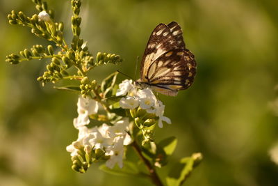 Close-up of butterfly pollinating on flower