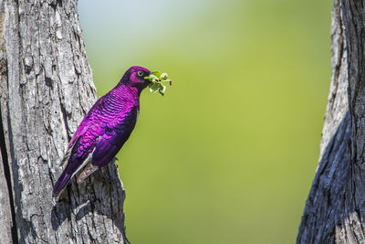 Close-up of bird perching on wooden post