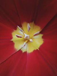 Full frame shot of red rose flower