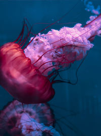Close-up of jellyfish swimming in sea