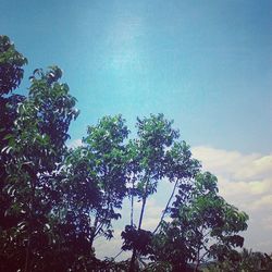 Low angle view of trees against blue sky