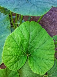 Close-up of maple leaf