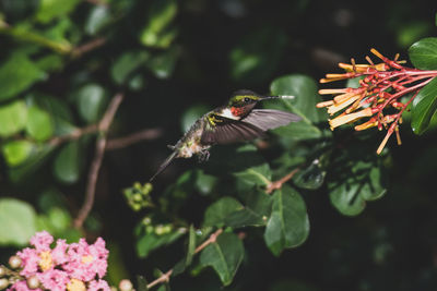 Close-up of butterfly pollinating on flower