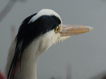 Close-up of a bird