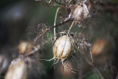 Close-up of wilted plant