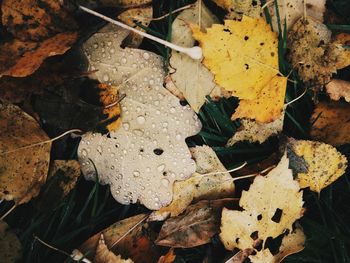 Close-up of dry leaves on water