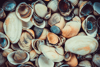 Full frame shot of shells