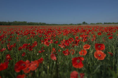 Close-up of poppies growing in field against clear sky