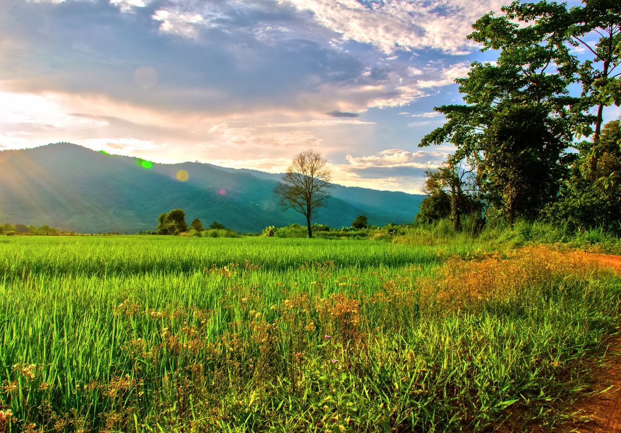 mountain, tranquil scene, landscape, tranquility, scenics, beauty in nature, sky, mountain range, field, nature, grass, growth, non-urban scene, plant, cloud - sky, tree, idyllic, cloud, sunset, grassy