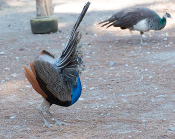 Wild colorful peacocks, little kittens in peacock forest plaka on kos greece